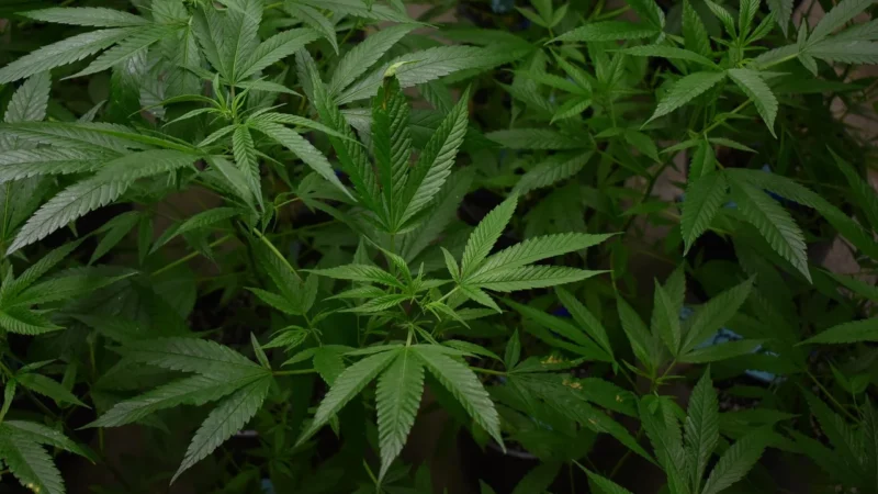 Proceduri medicale poloneze: ghid complet pentru pacienți